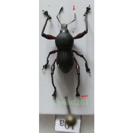 Metapocyrtus samarensis Schultze, 1925 male Philippines10a